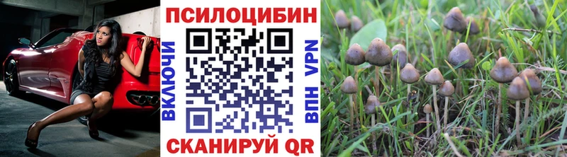 Псилоцибиновые грибы Psilocybe  Купить где  Нижняя Тура 